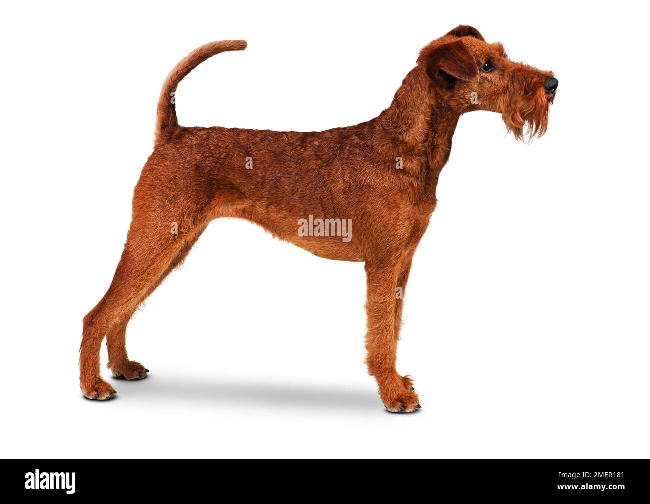 Irischer Terrier, stehend, Seitenansicht Stockfoto