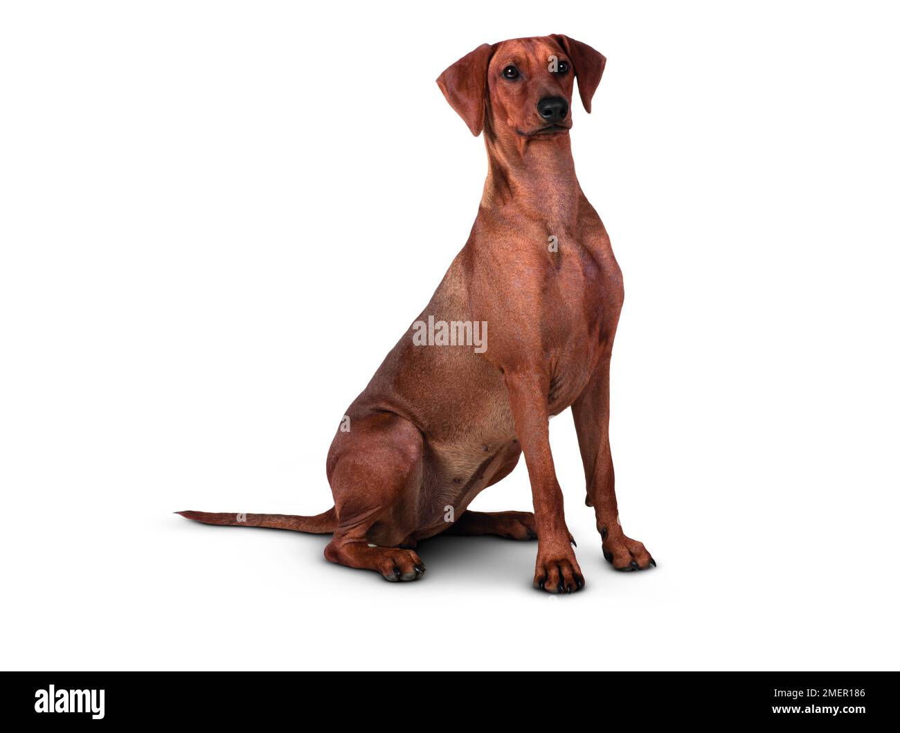 Deutsche Pinscher Stockfoto