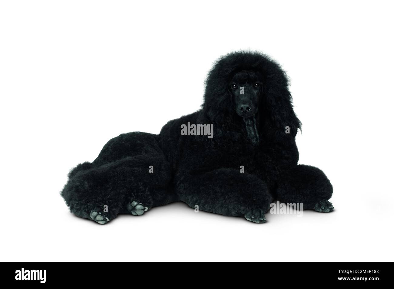 Schwarz Standard Pudel Magnet Retro Hund Porträt Sammlerstück