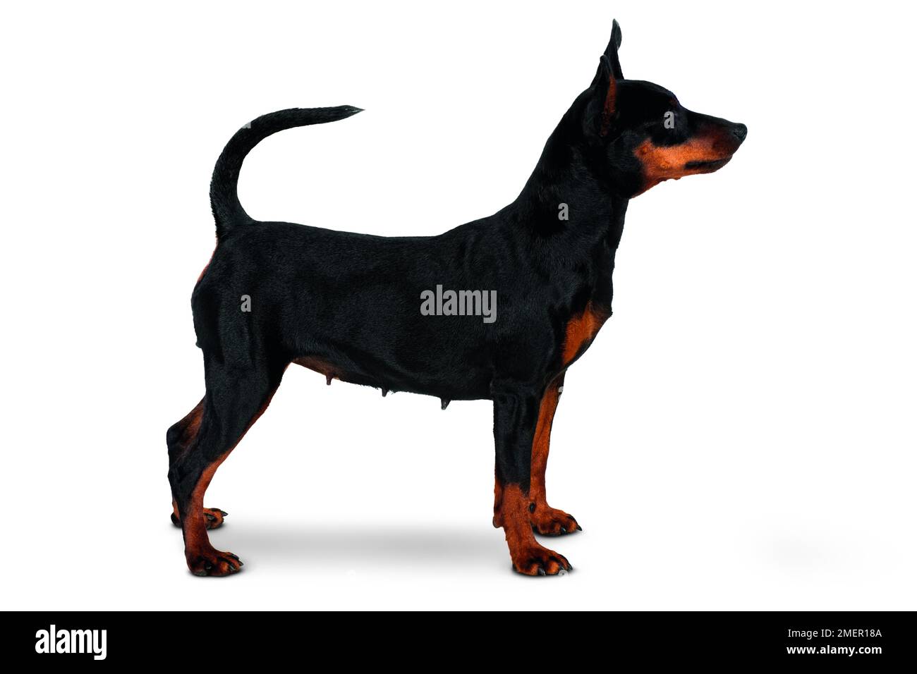 Minature Pinscher Stockfoto