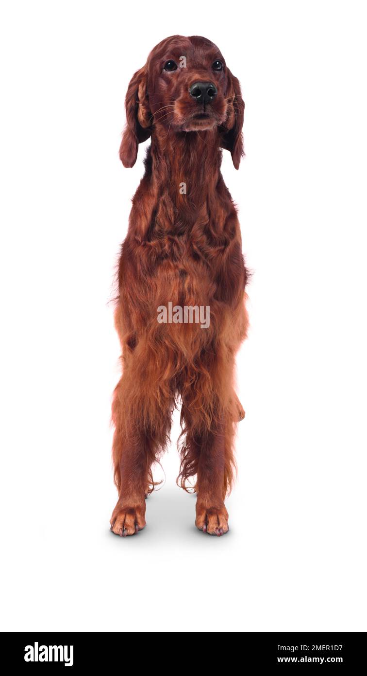 Irish Setter, weiblichen Hund Stockfoto