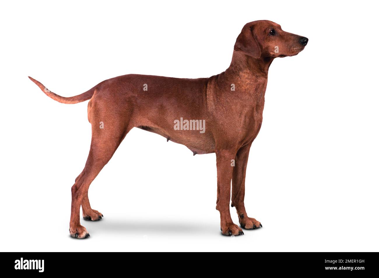 Deutsche Pinscher Stockfoto