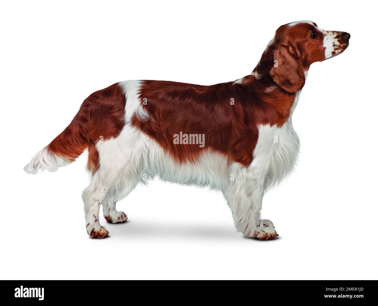 Welsh Springer Spaniel, stehend, Seitenansicht Stockfoto
