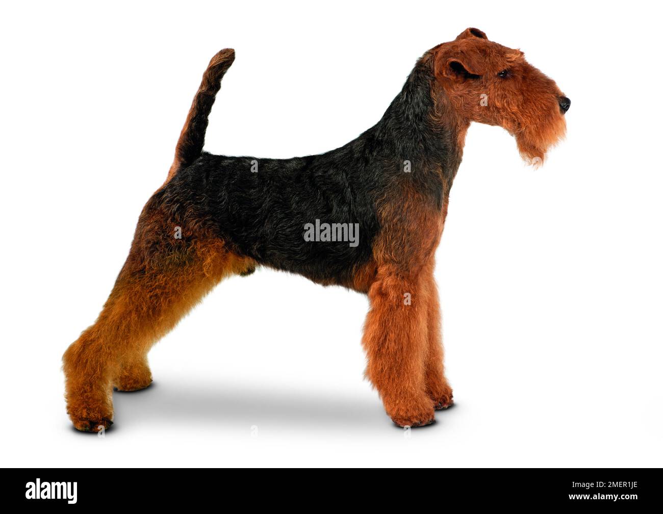 Männlicher Welsh Terrier, stehend, Seitenansicht Stockfoto