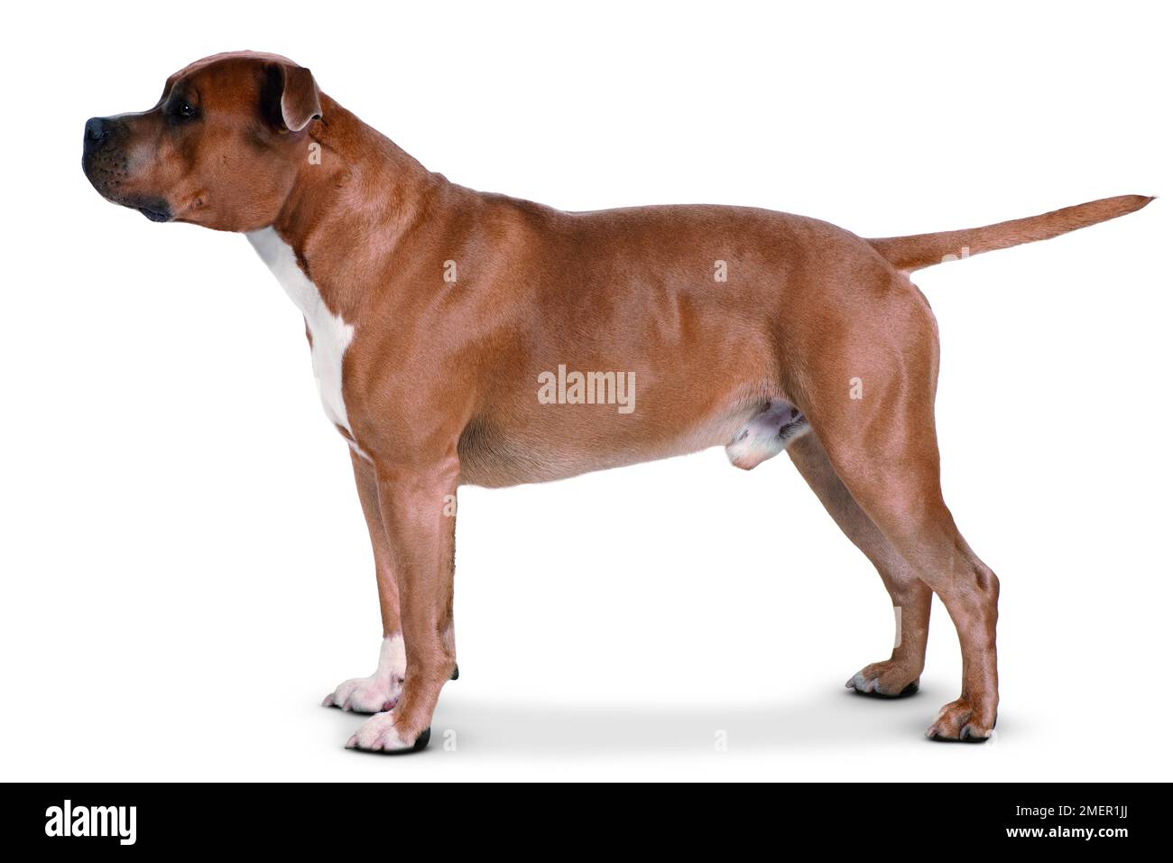 Amerikanischer Staffordshire-Terrier Stockfoto