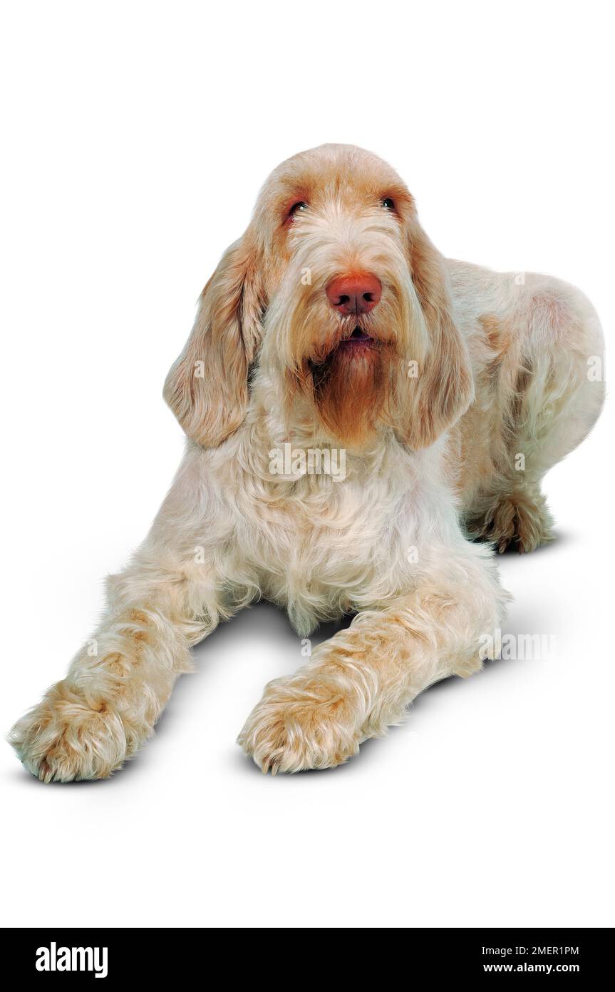 Italienische Spinone Stockfoto