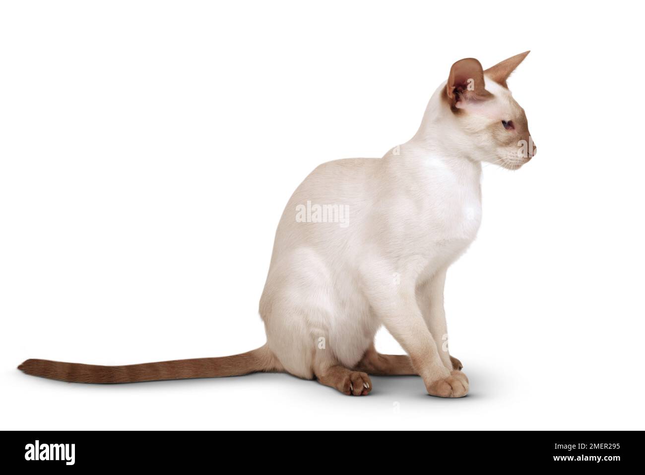 Cinnamon Point Siamesische Katze, Sitzgelegenheit, Seitenblick Stockfoto
