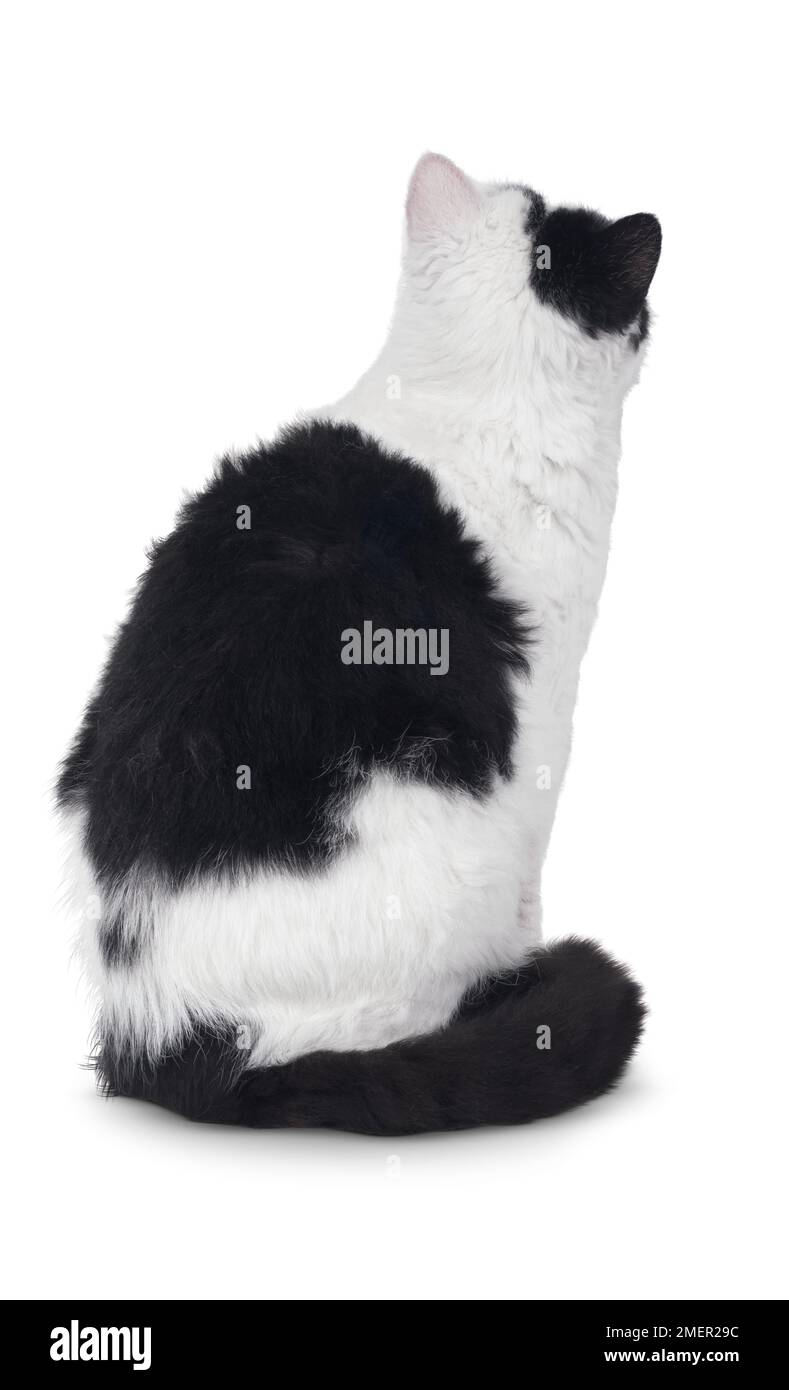 Schwarz-weiß Selkirk Rex Katze mit wellenförmigem Mantel, Sitzgelegenheit, Rück-/Seitenansicht Stockfoto