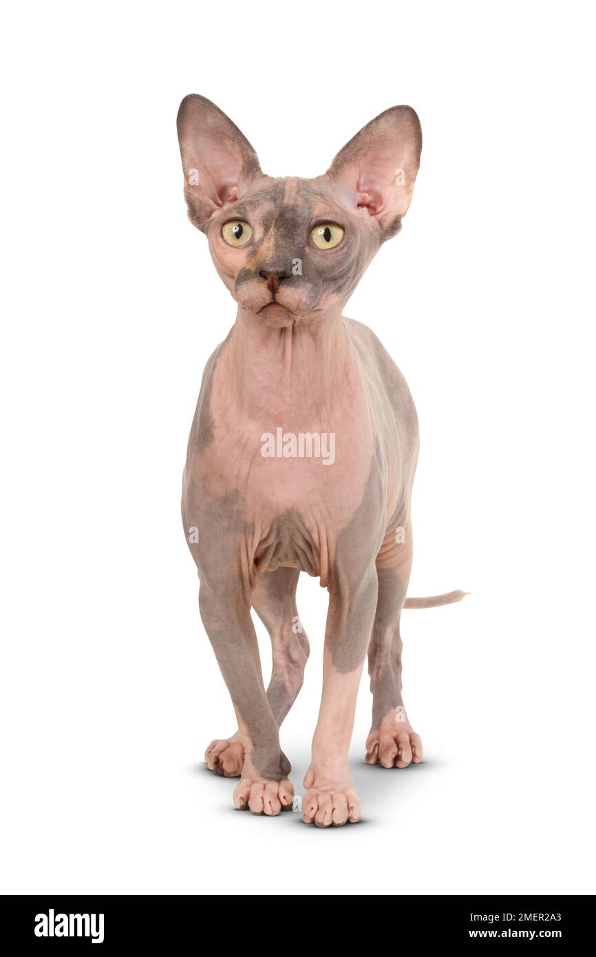 Reinrassige, ausgewachsene Sphynx-Katze mit gelben Augen, stehend, in die Kamera, Vorderansicht Stockfoto