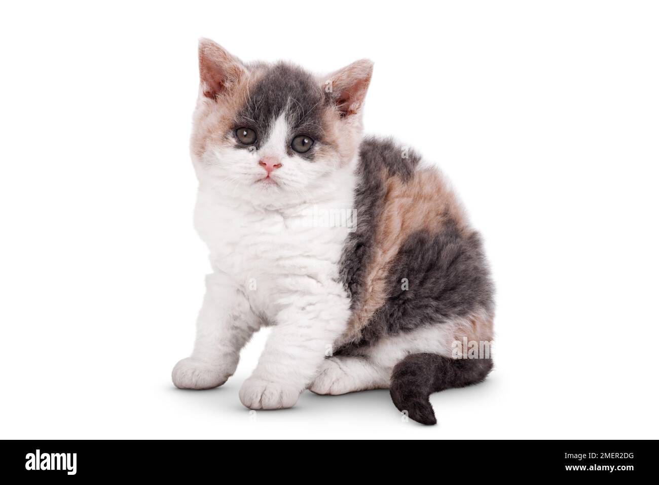 Selkirk Rex Kätzchen Stockfoto