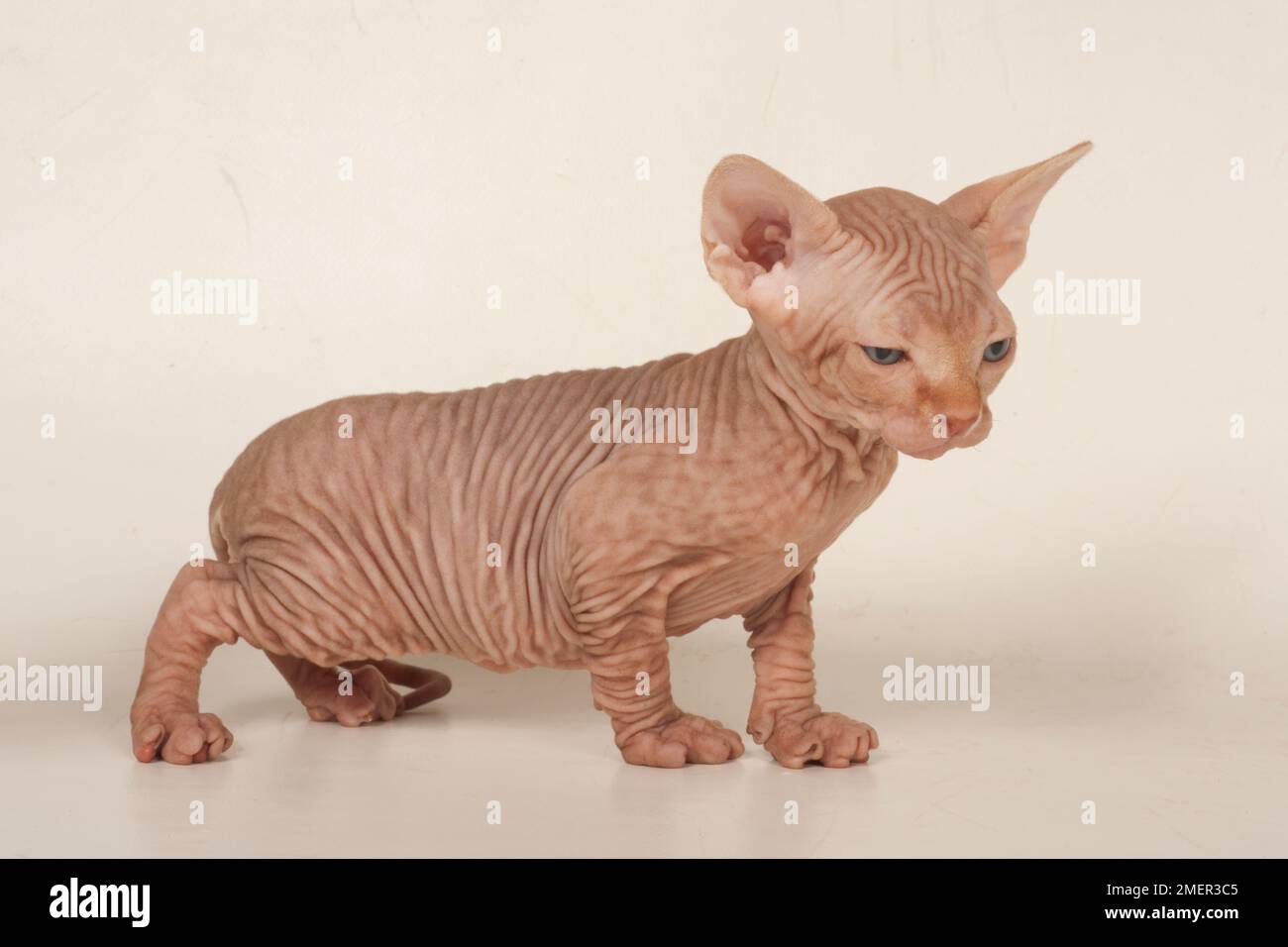 Sphynx-Katze, Kätzchen Stockfoto