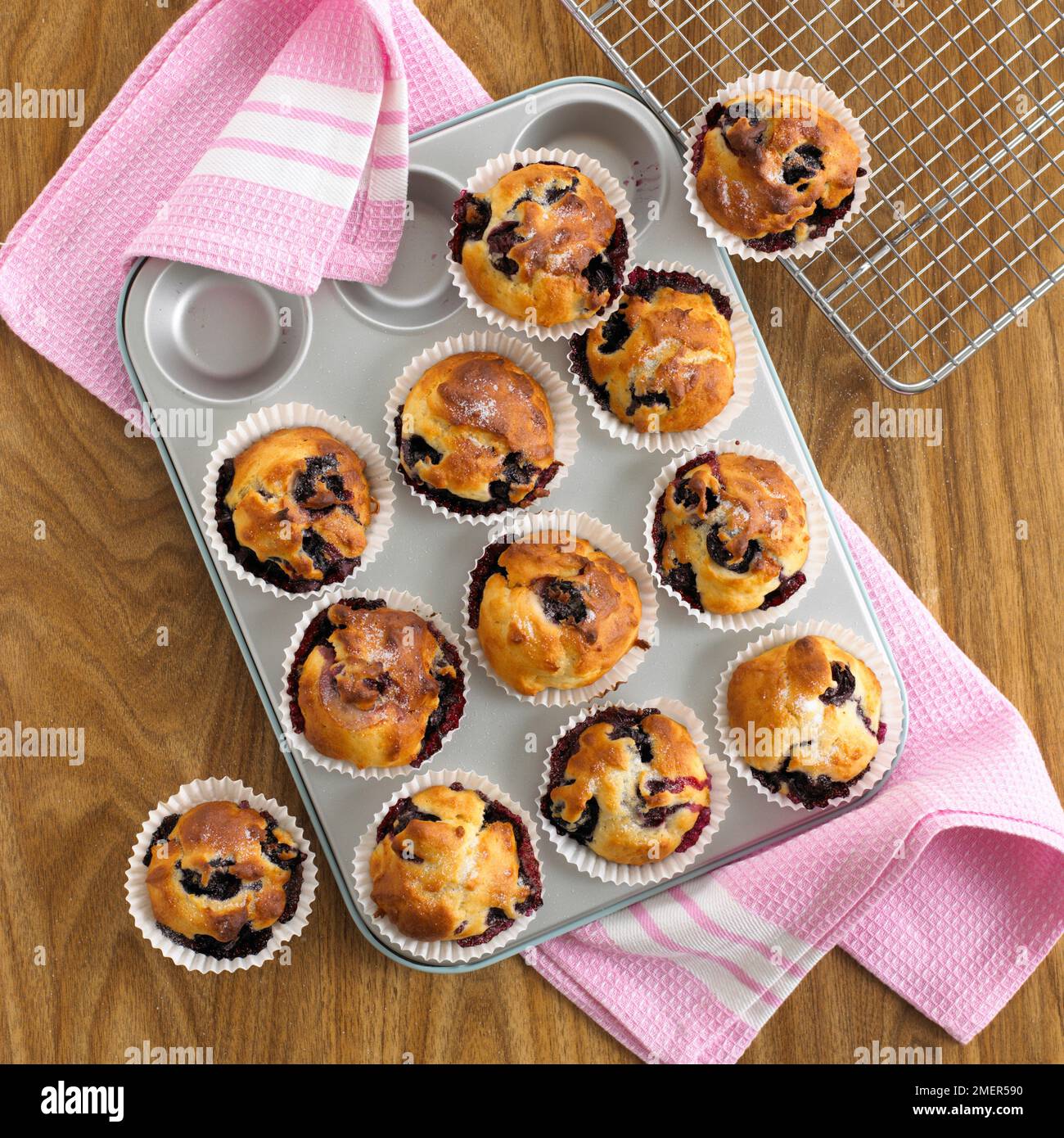 Blaubeer-Muffins in einem Kuchentablett, Geschirrtuch und Kühlregal Stockfoto