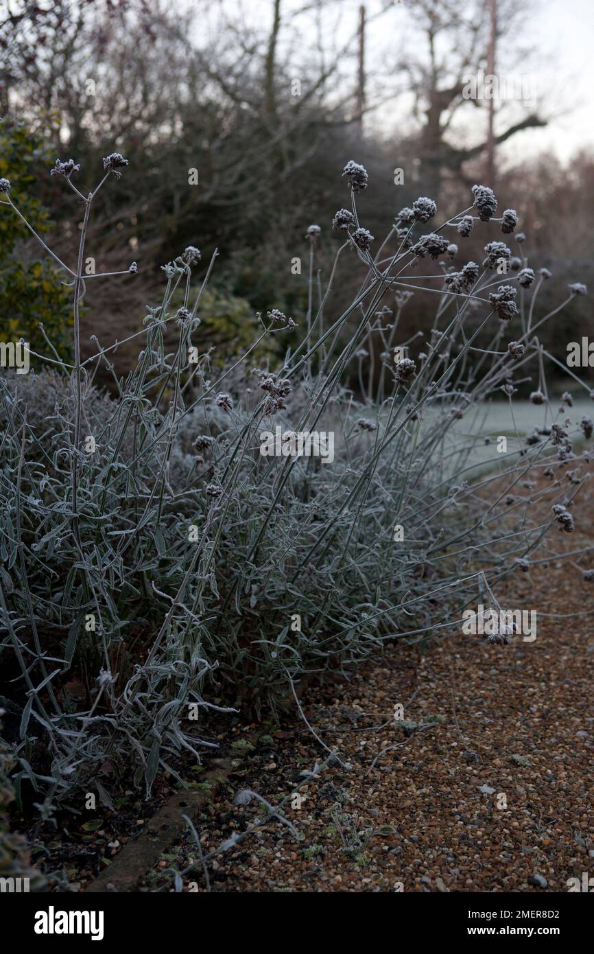 Verbena bonariensis (Purpletop Eisenkraut) mit Winterfrost Stockfoto