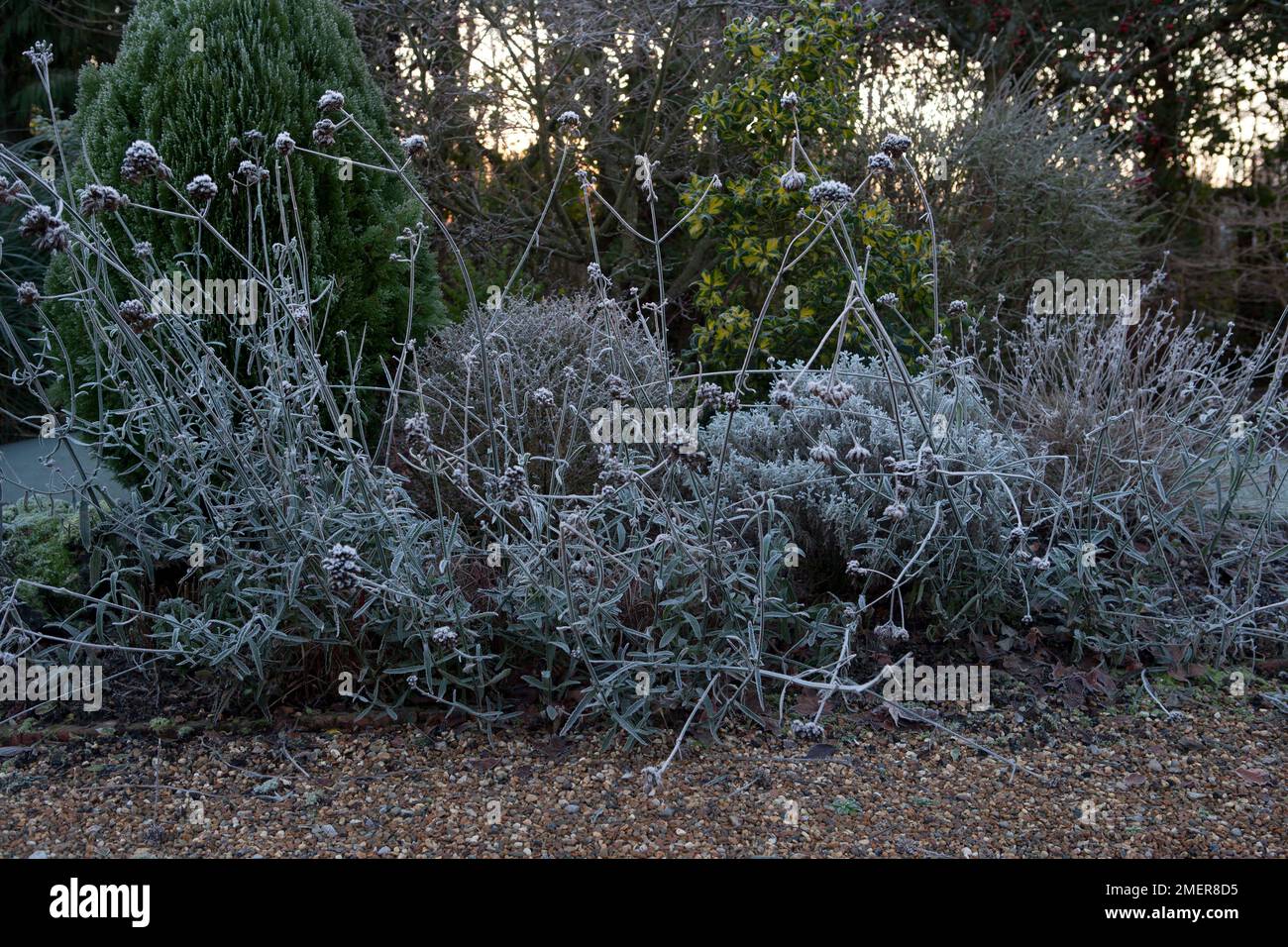 Verbena bonariensis (Purpletop Eisenkraut)-Setzköpfe mit Frost im Winter Stockfoto