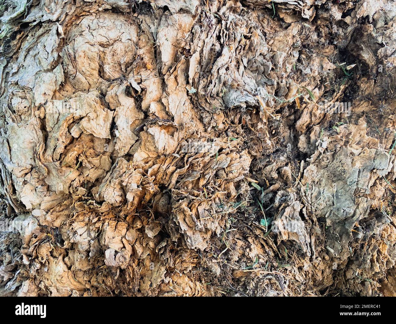 Waldbaumoberflächen. Stockfoto