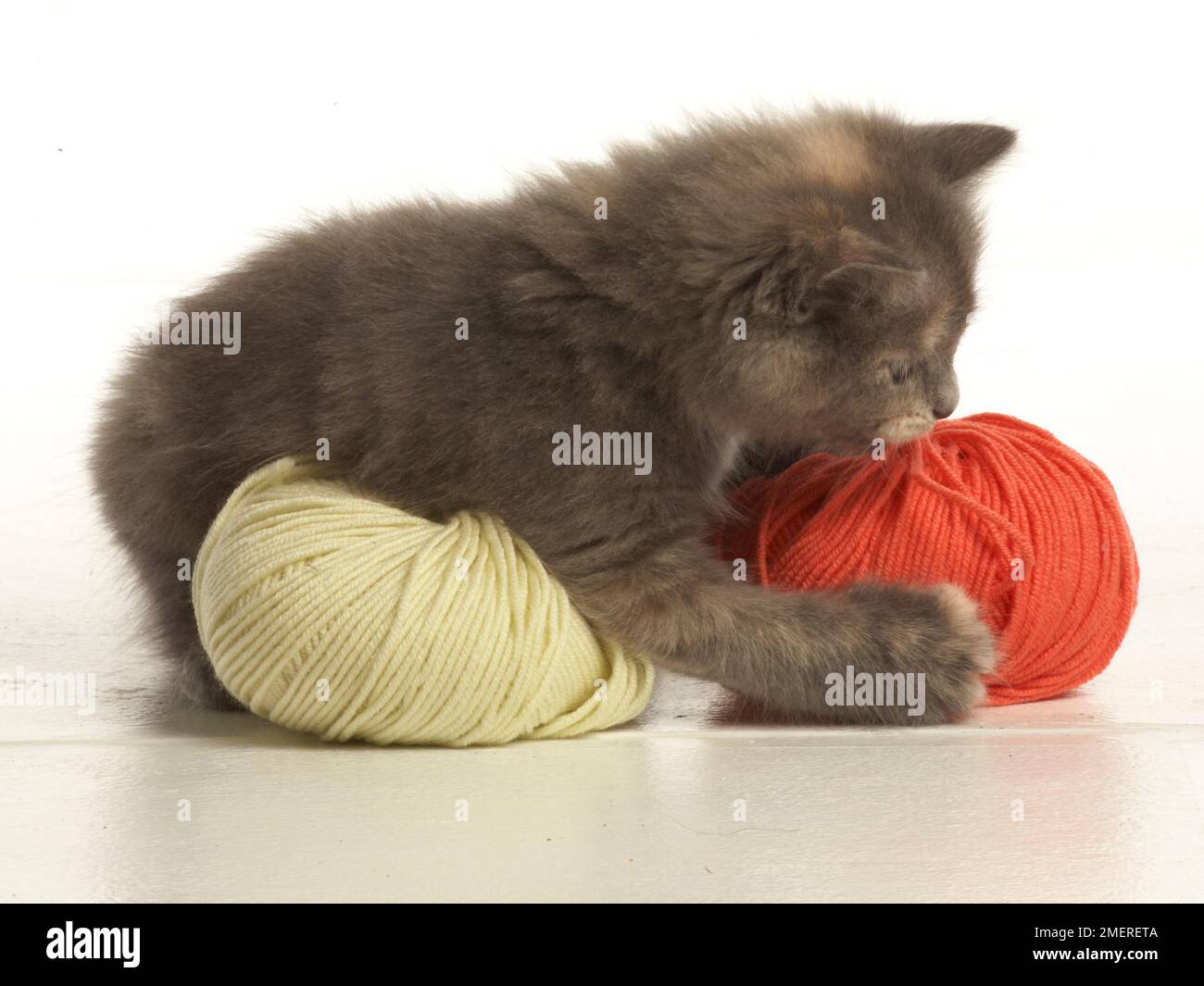 Kätzchen spielt mit zwei Wollkugeln Stockfoto