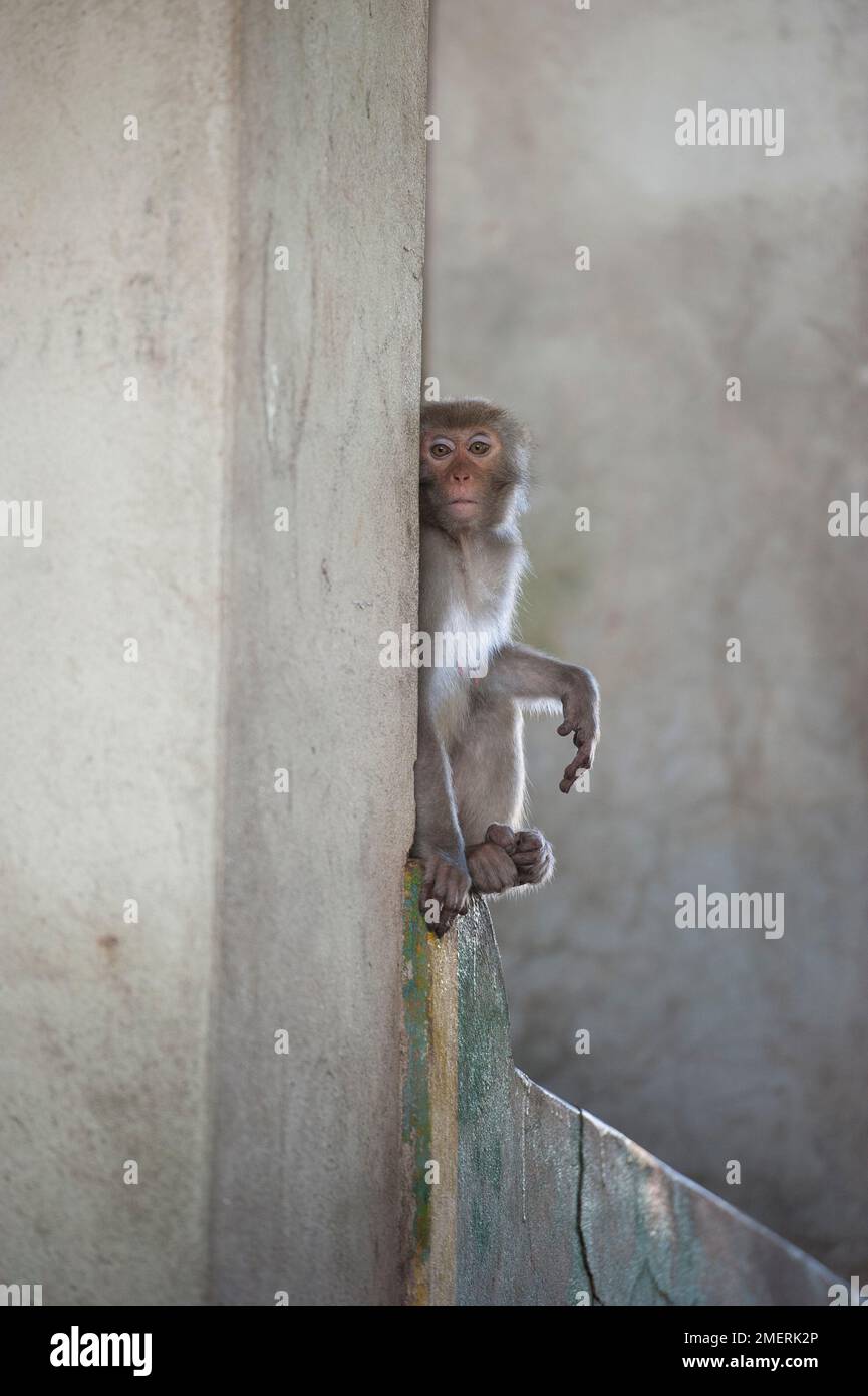 Myanmar, um Mandalay, Monywa, Pho Win Taung, Affe, der um eine Ecke guckt Stockfoto