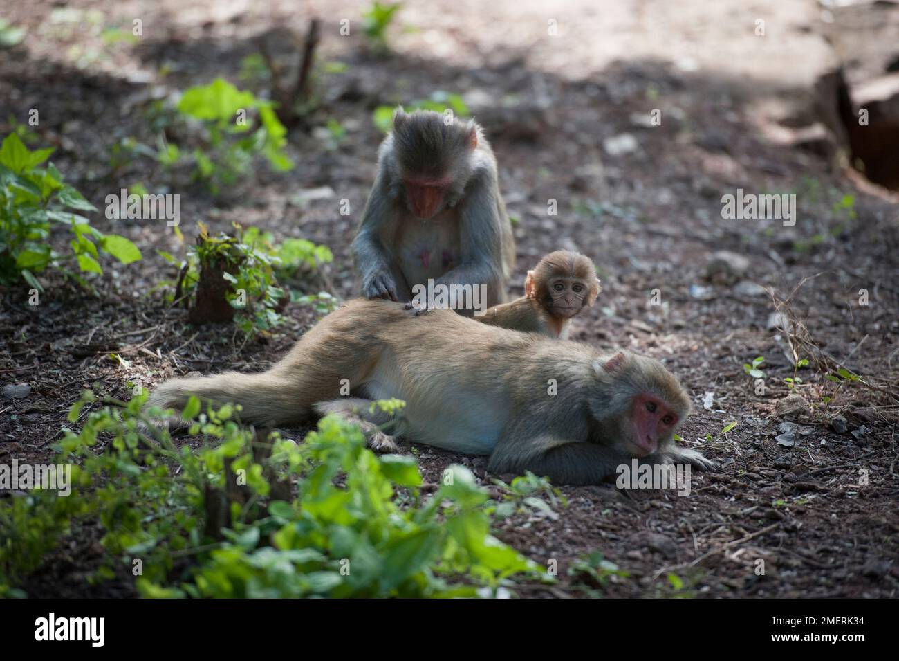 Myanmar, um Mandalay, Monywa, Pho Win Taung, Affen, die sich pflegen Stockfoto