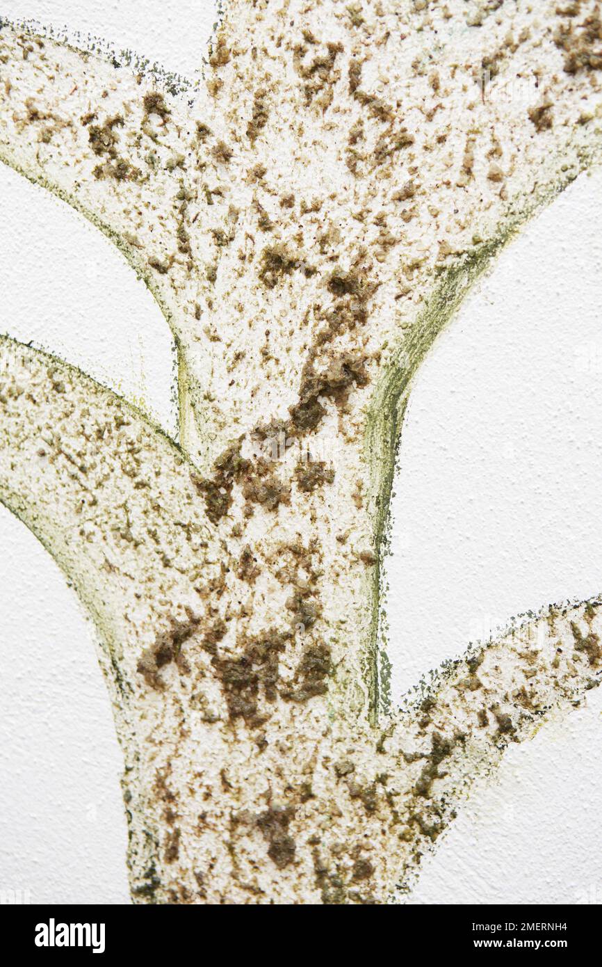 Moos-Buttermilch-Mischung auf Baumsilhouette an der Außenwand streichen Stockfoto