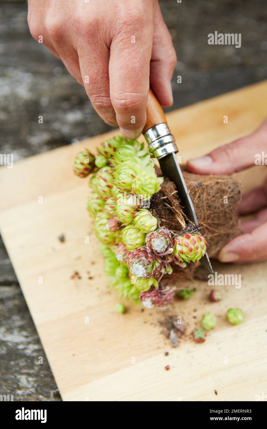 Sempervivum „Grapetone“, die saftige Pflanze herstellen Stockfoto