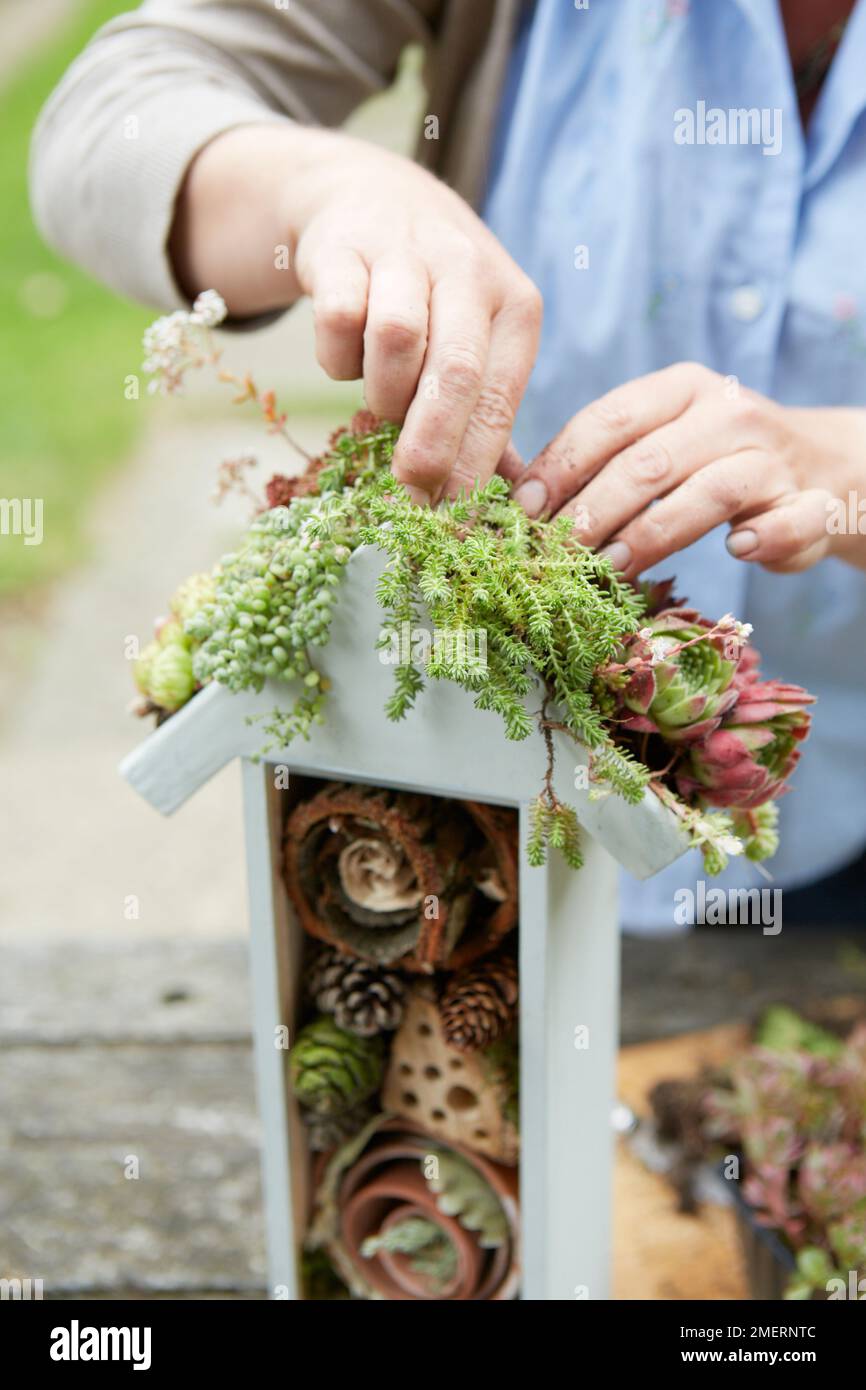 Ein Insektenhotel mit grünem Dach Stockfoto