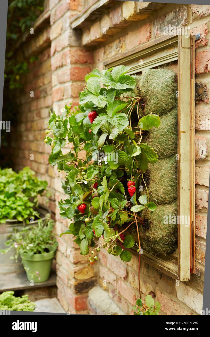 Erdbeeren wachsen auf einem Bilderrahmen-Pflanzer Stockfoto