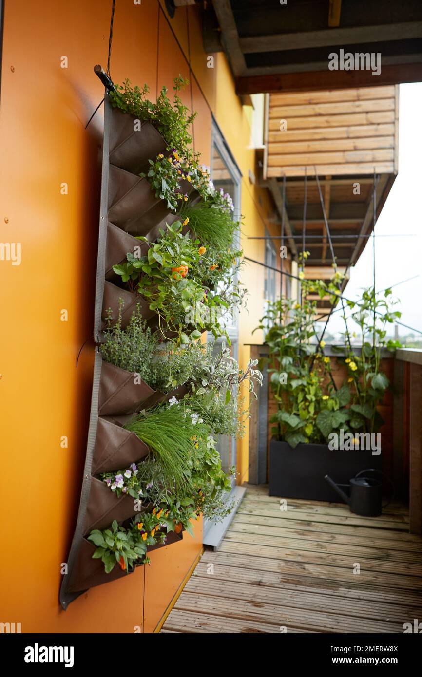 Kletterpflanze, die aus abstraktem Spalier wächst, eine Taschenwandpflanze auf dem Balkon Stockfoto