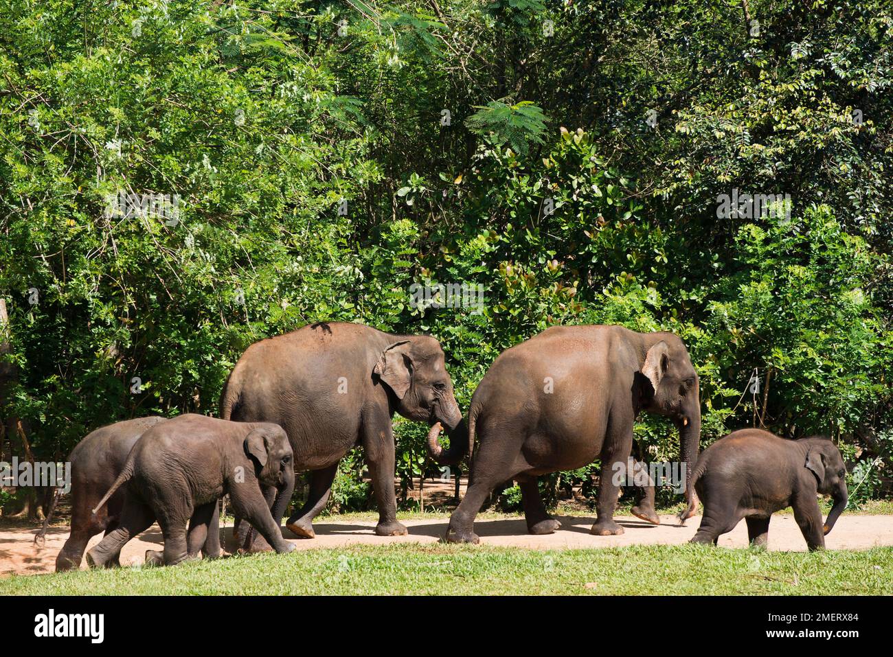 Elefantenwaisenhaus Pinnawela, Provinz Sabaragamuwa, Rambukkana, Sri Lanka, Elefantenfamilie Stockfoto