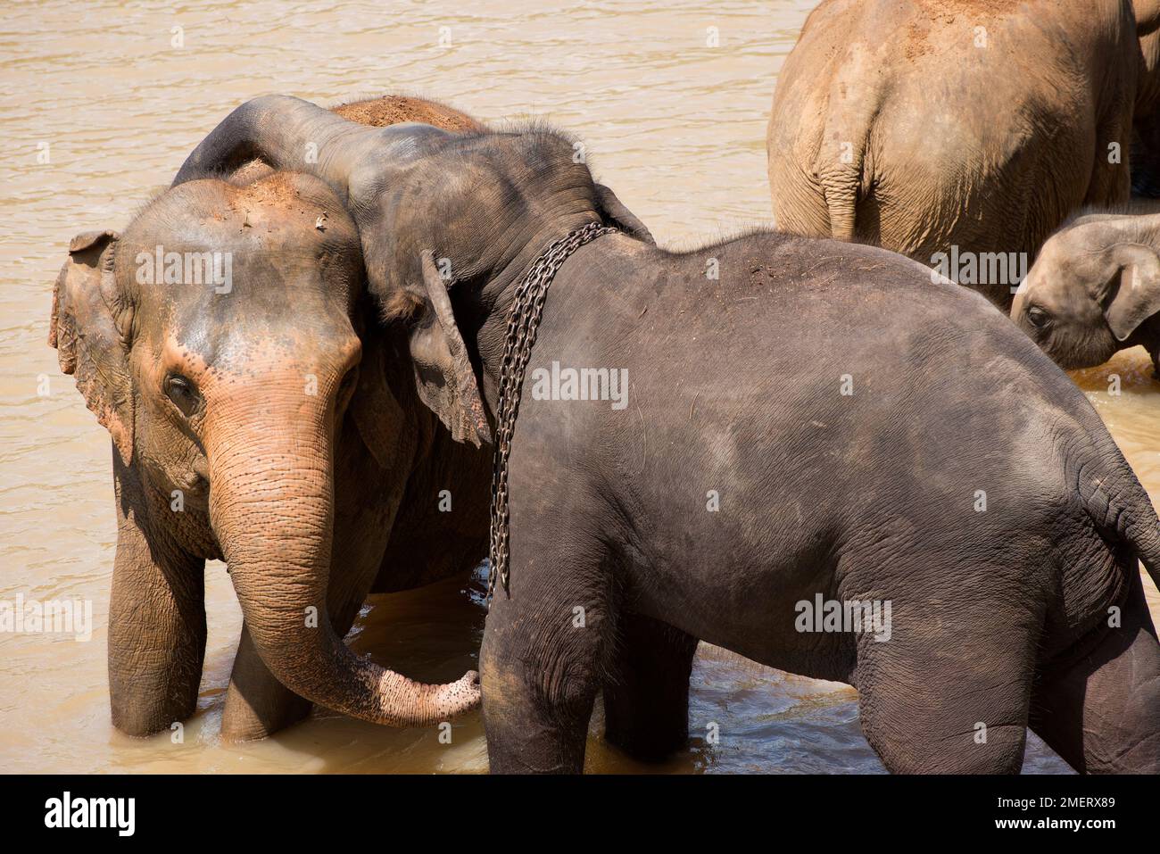 Elefantenwaisenhaus Pinnawela, Provinz Sabaragamuwa, Rambukkana, Sri Lanka Stockfoto