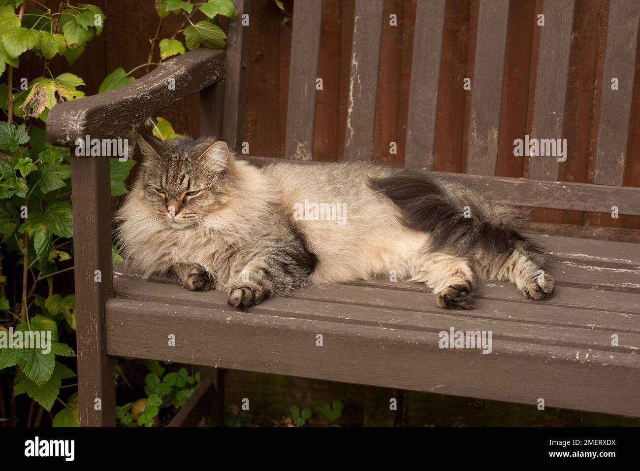 Norwegische Waldkatze Stockfoto