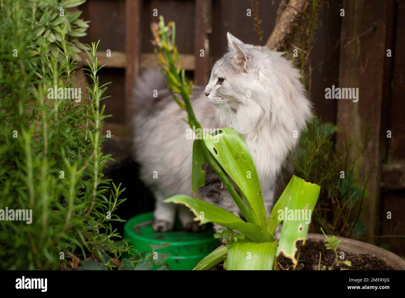 Norwegische Waldkatze Stockfoto