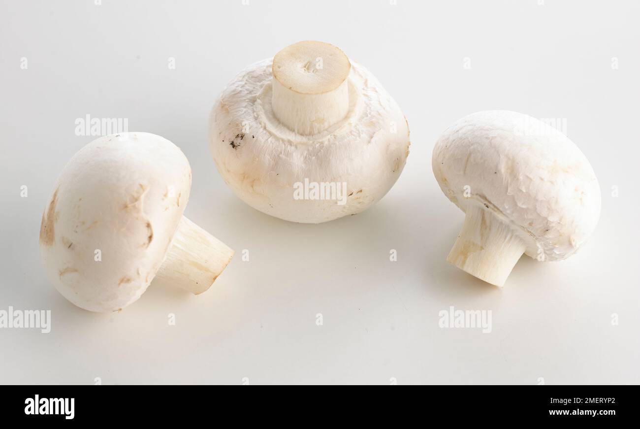 Der kultivierte champignon agaricus bisporus oder feldpilz Fotos und Bildmaterial in hoher
