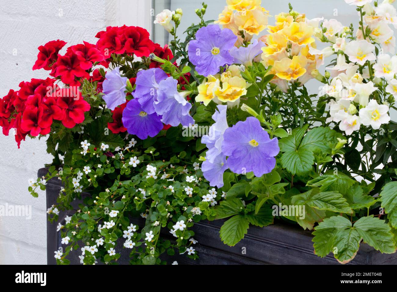 Bacopa Schneeflocke; Snapgragon; Antirrhinum twinny gemischt; Geranium „Candy Flower“ Dunkelrot; „Bettenpflanze Petunia Blue“ Stockfoto