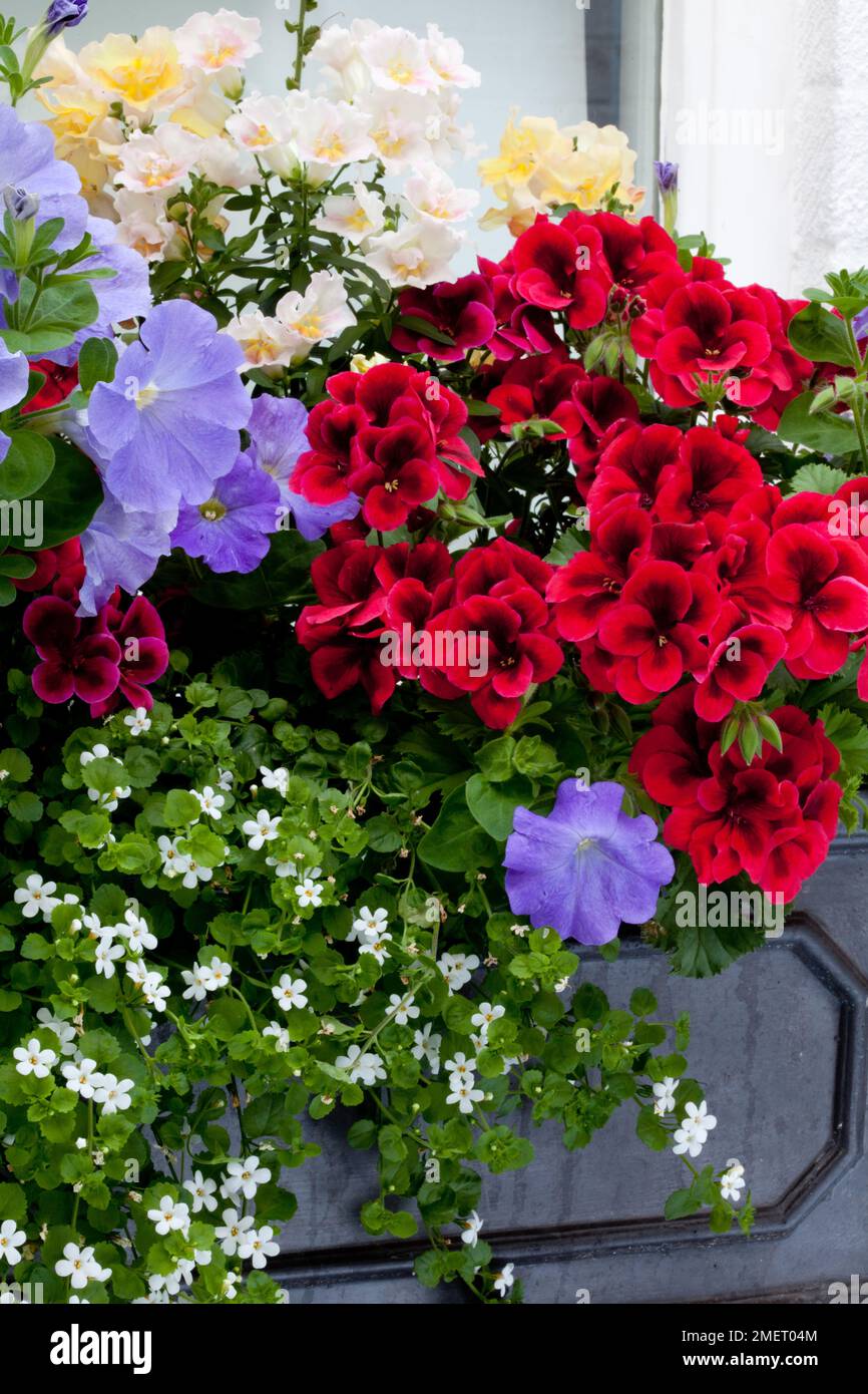 Bacopa Schneeflocke; Snapgragon; Antirrhinum twinny gemischt; Geranium „Candy Flower“ Dunkelrot; „Bettenpflanze Petunia Blue“ Stockfoto
