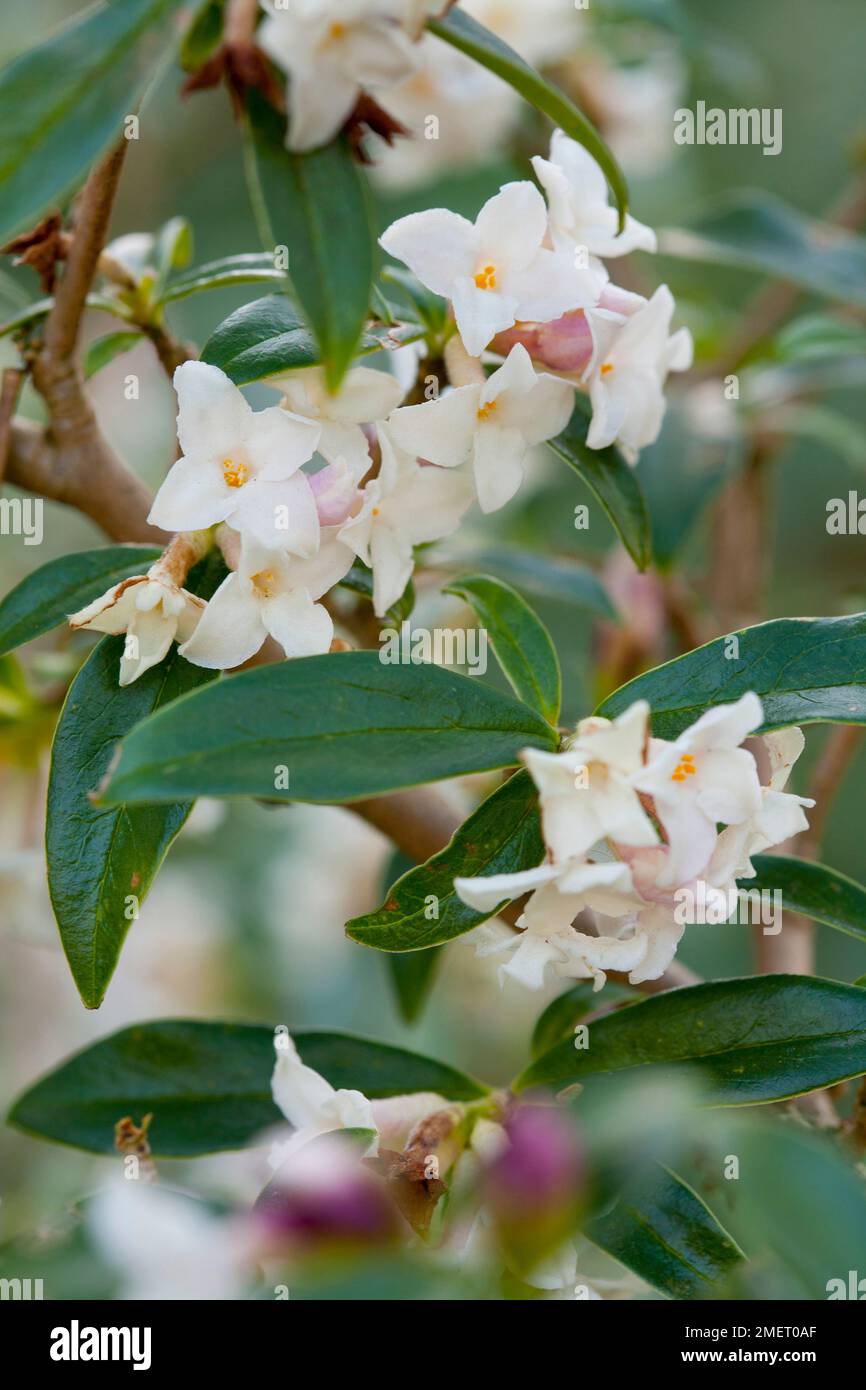 Daphne Bholua 'Alba' Stockfoto