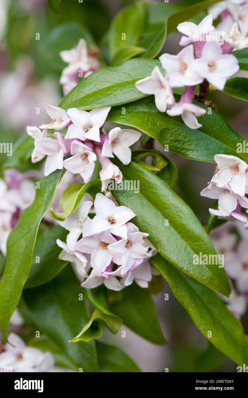 Daphne Bholua 'Jacqueline Postill' Stockfoto
