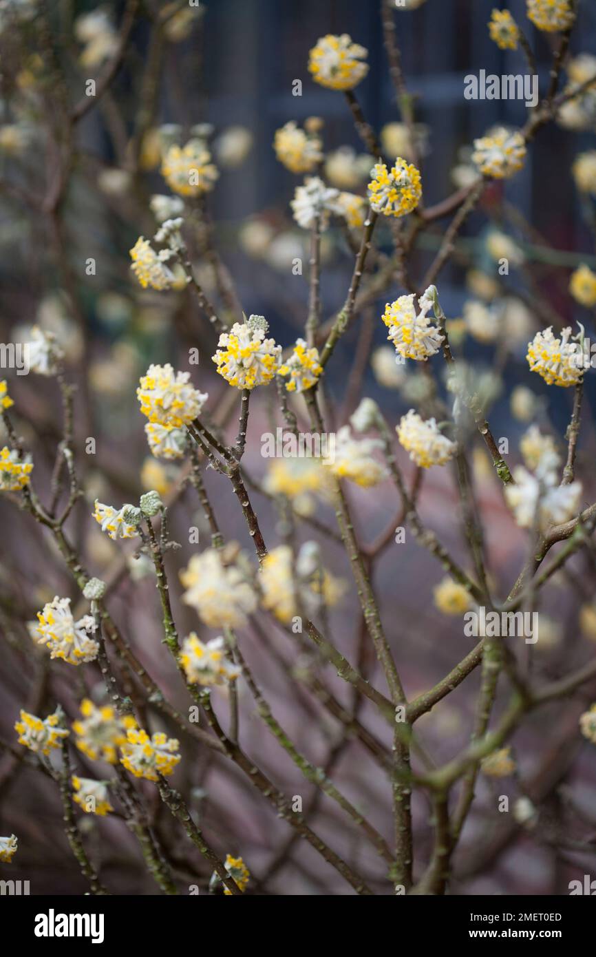 Edgeworthia chrysantha Stockfoto