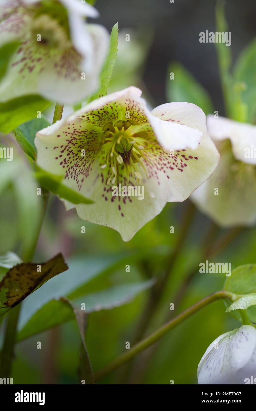 Helleborus x hybrida Stockfoto