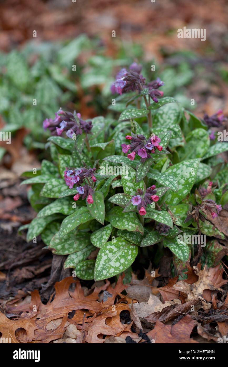 Pulmonaria Longifolia 'Bertram Anderson' Stockfoto