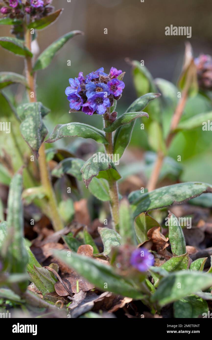Pulmonaria longifolia Stockfoto
