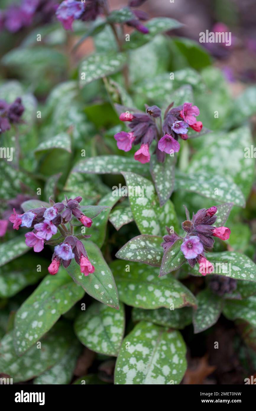 Pulmonaria Longifolia 'Bertram Anderson' Stockfoto