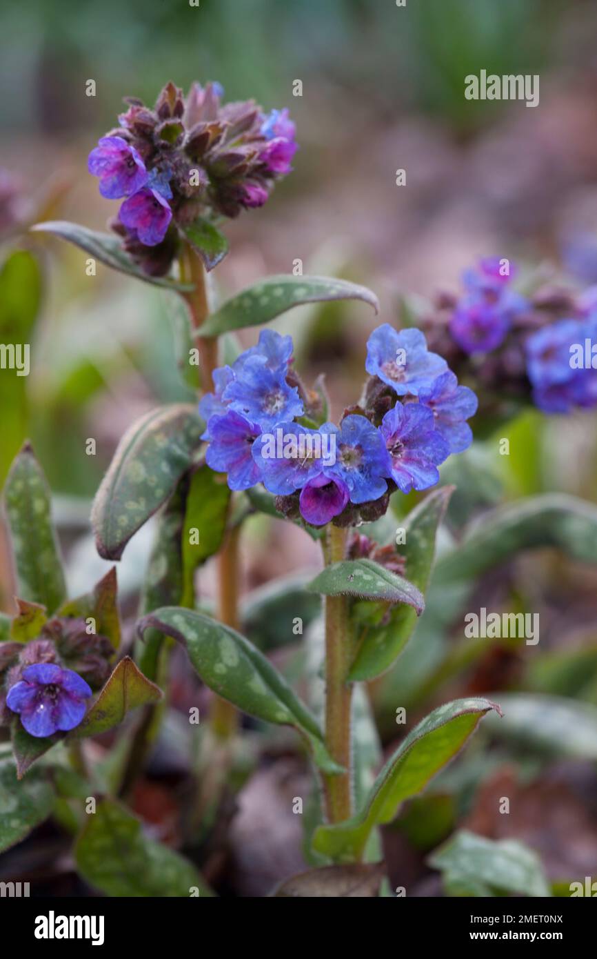 Pulmonaria longifolia Stockfoto