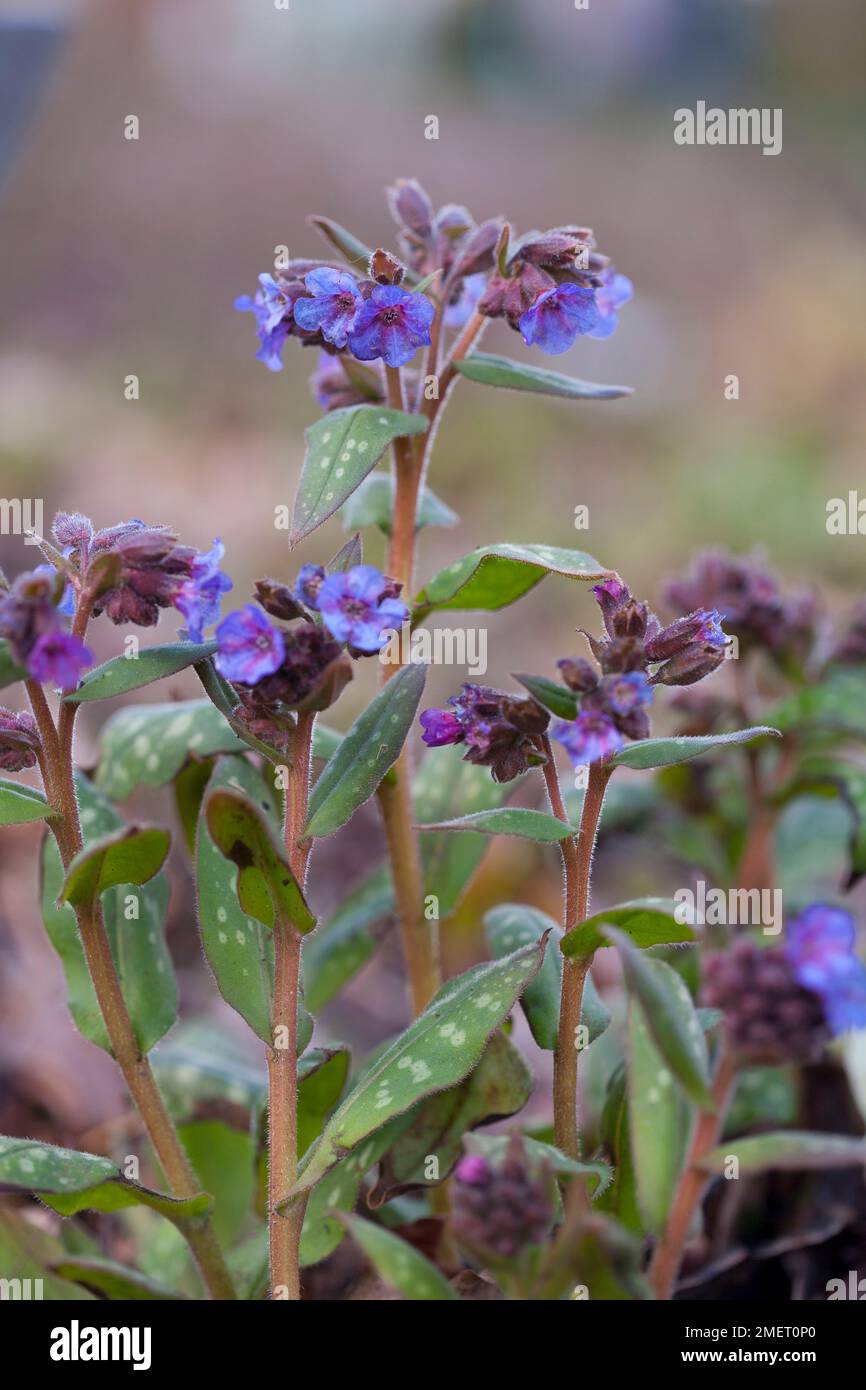 Pulmonaria longifolia Stockfoto