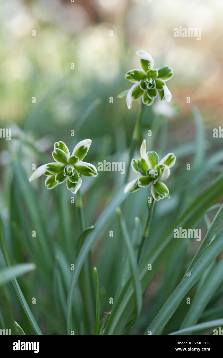 Galanthus Nivalis F. Pleniflorus "Blewbury-Torte" Stockfoto