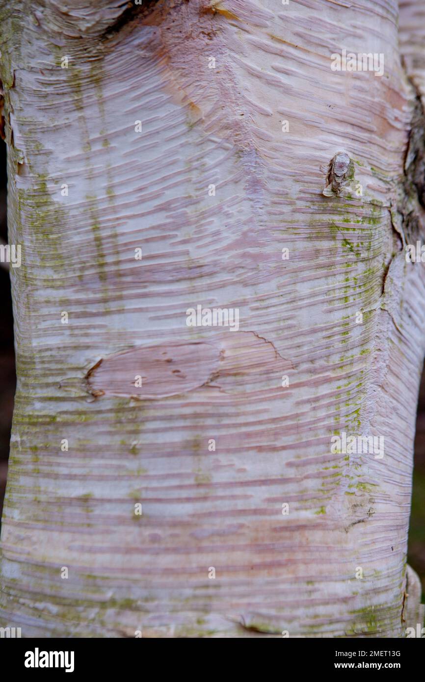 Betula Ermanii "Grayswood Hill" Stockfoto