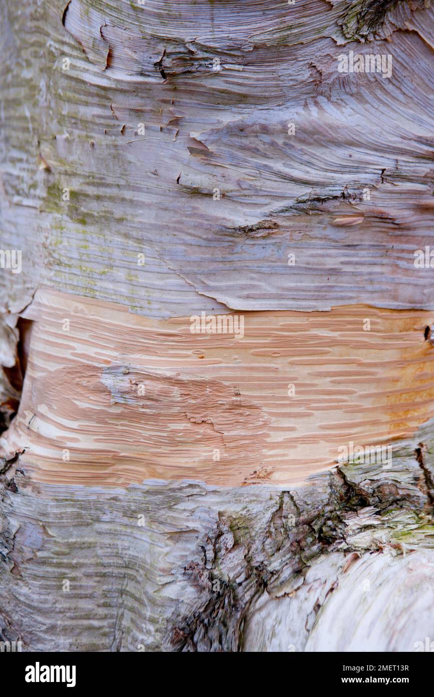 Betula Ermanii "Grayswood Hill" Stockfoto