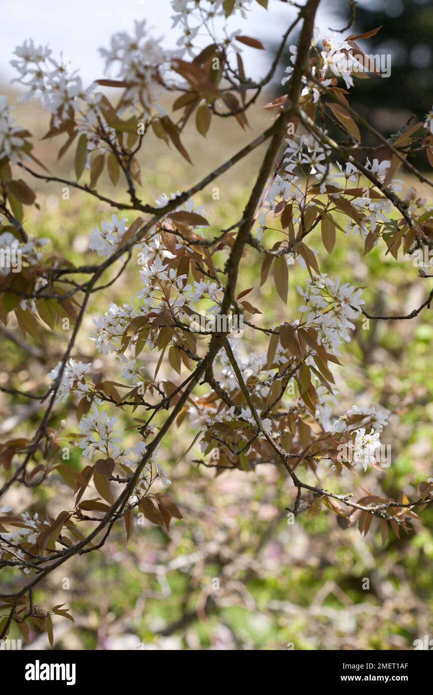 Amelanchier x grandiflora „Robin Hill“ Stockfoto