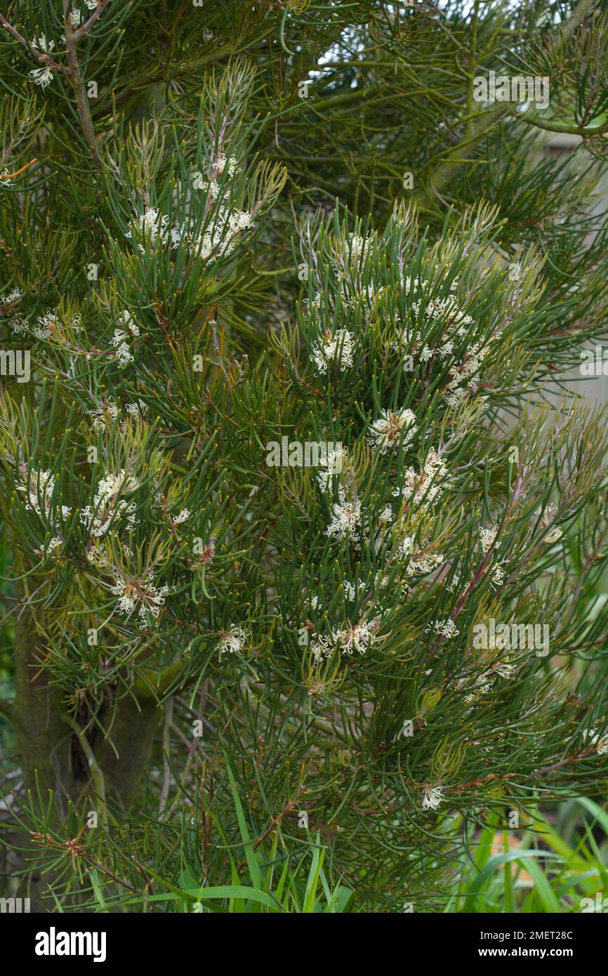 Hakea lissosperma Stockfoto