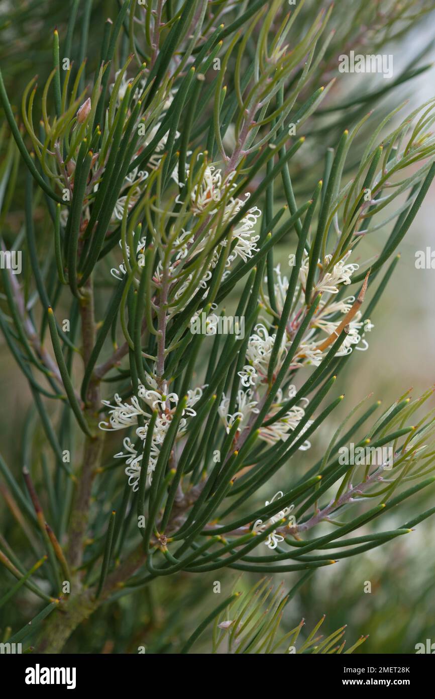 Hakea lissosperma Stockfoto