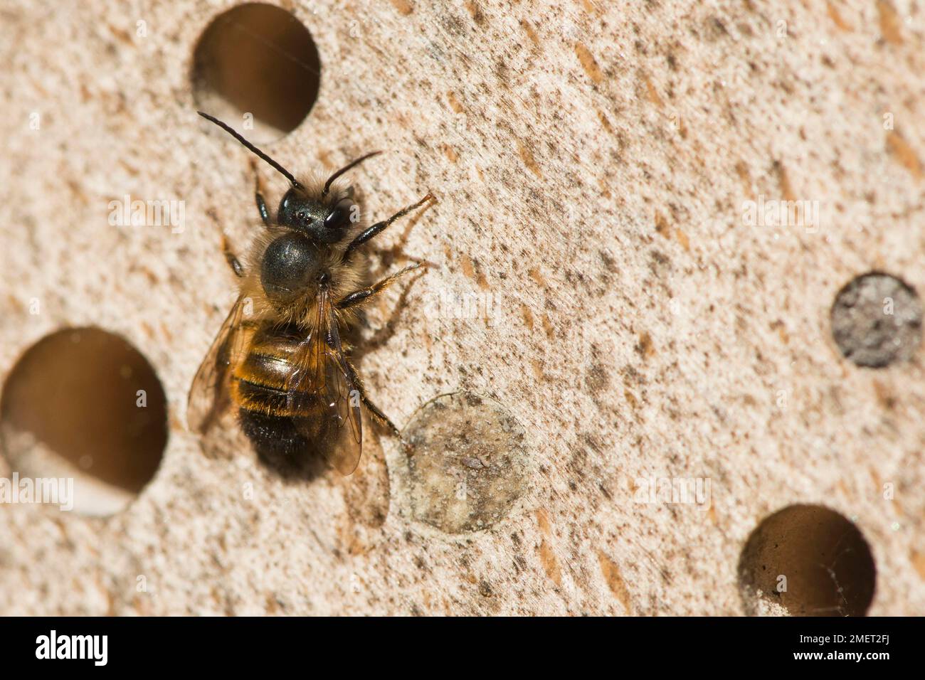 Hornface Bee (Osmia cornuta), Emsland, Niedersachsen, Deutschland Stockfoto